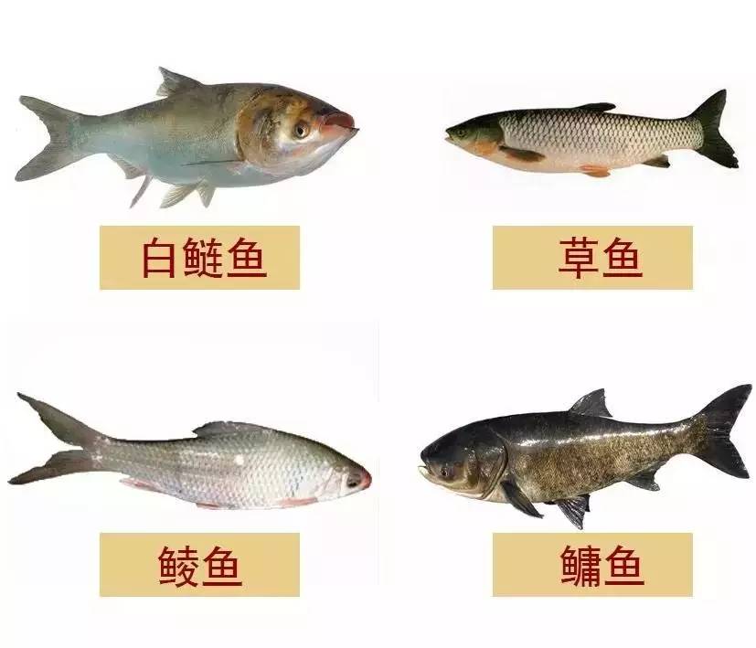 广东常见鱼类大全图图片