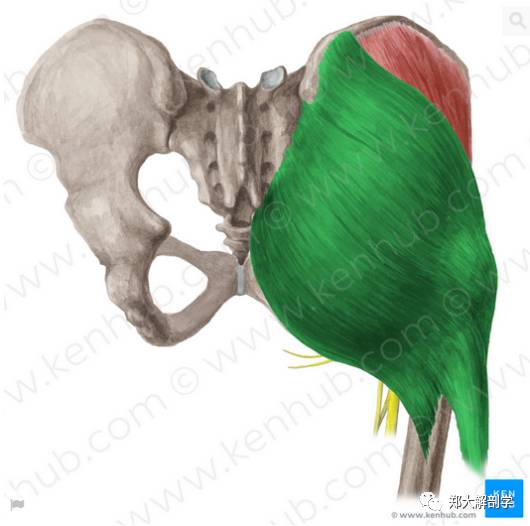 髂嵴後部,骶骨背面及骶結節韌帶臀大肌神經支配:腰叢神經功能:使髖
