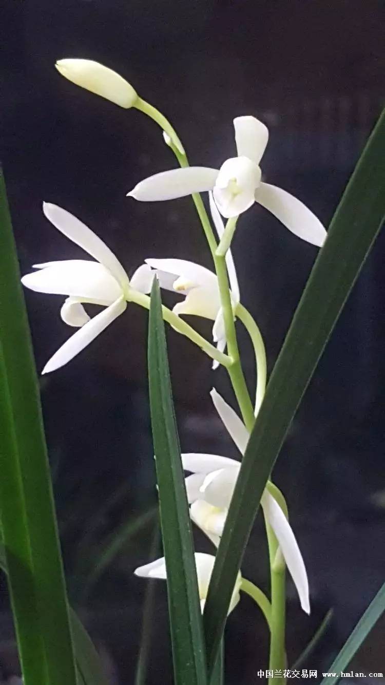 夏天建蘭極品白素花又開