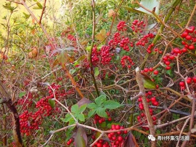 火炭母(田邊屋前很多,相信大家也見多了)紅果(本地叫法.