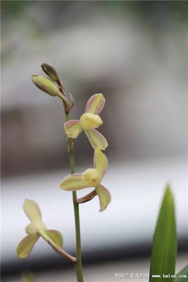 夏天建蘭四季花魁之小主紅殼素水仙大駕光臨