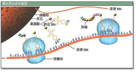 通過膜的層數 信使rna和轉運rna的區別問:信使rna是以dna為模板合成