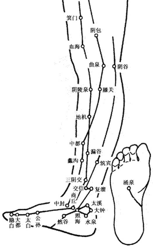 脚腕是足三阴经和足三阳经共同穿过的部位,脚腕处分布的主要穴位有