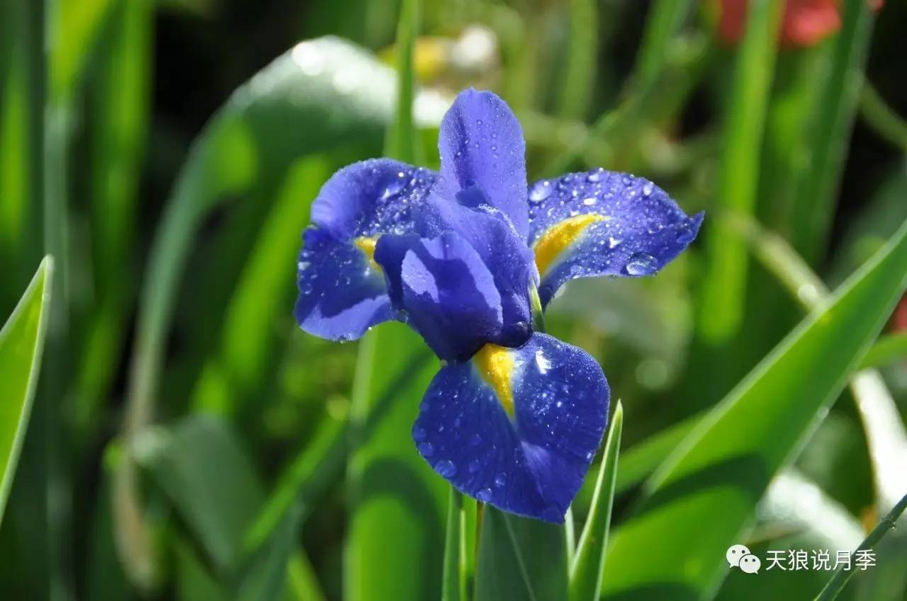 花園分享莫奈花園花園的藝術