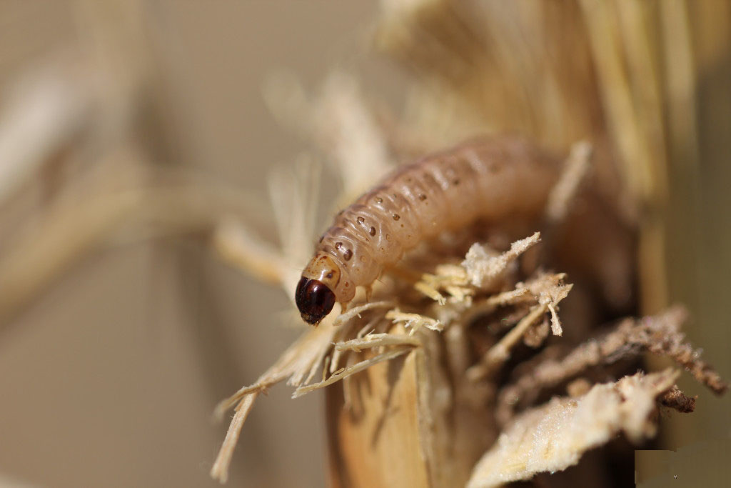 玉米螟幼虫是钻蛀性害虫,在玉米大喇叭期取食心叶,造成作物茬叶