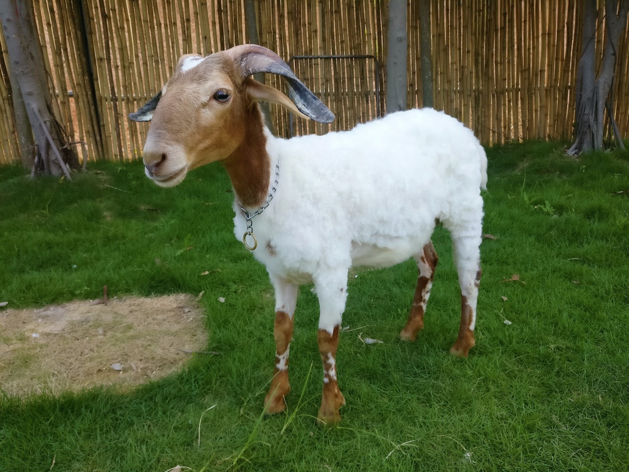 肖恩的美好羊生才刚刚开始欧拉羊的羊角会随着年龄的增长呈向内