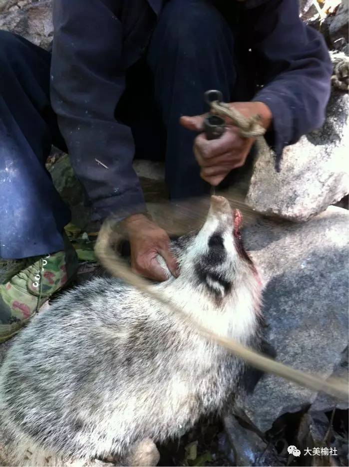 榆社:河峪前庄村民抓住一只獾子