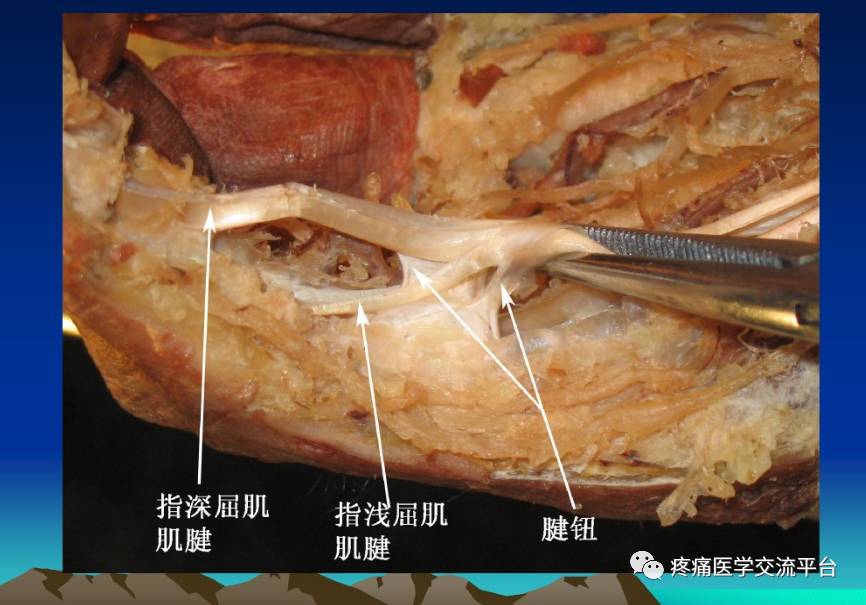 骨科解剖及手术切口入路