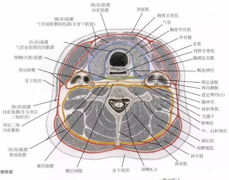 学习颈部筋膜可有效帮助吞咽困难一