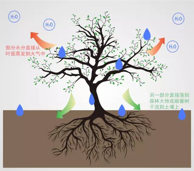 先头兵—林冠层截留降水1水源涵养林是通过四支精英部队来完成它的