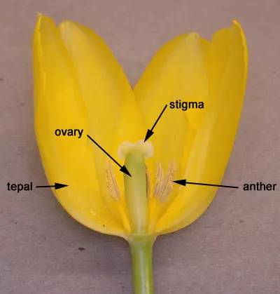 郁金香花朵解剖图片