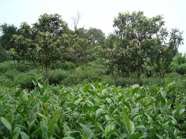 东山镇碧螺春茶树栽培历史悠久,传承至今的果茶立体栽培模式在全国