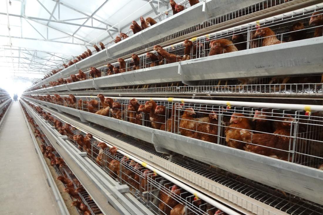 看看国外智能养鸡场工作流程