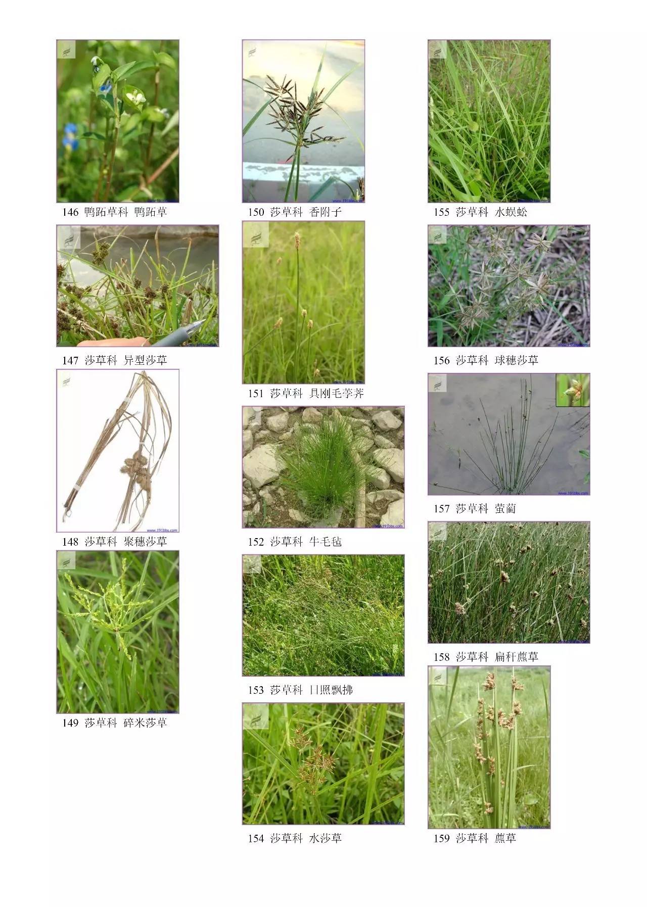 中国园林绿地常见207种杂草图谱