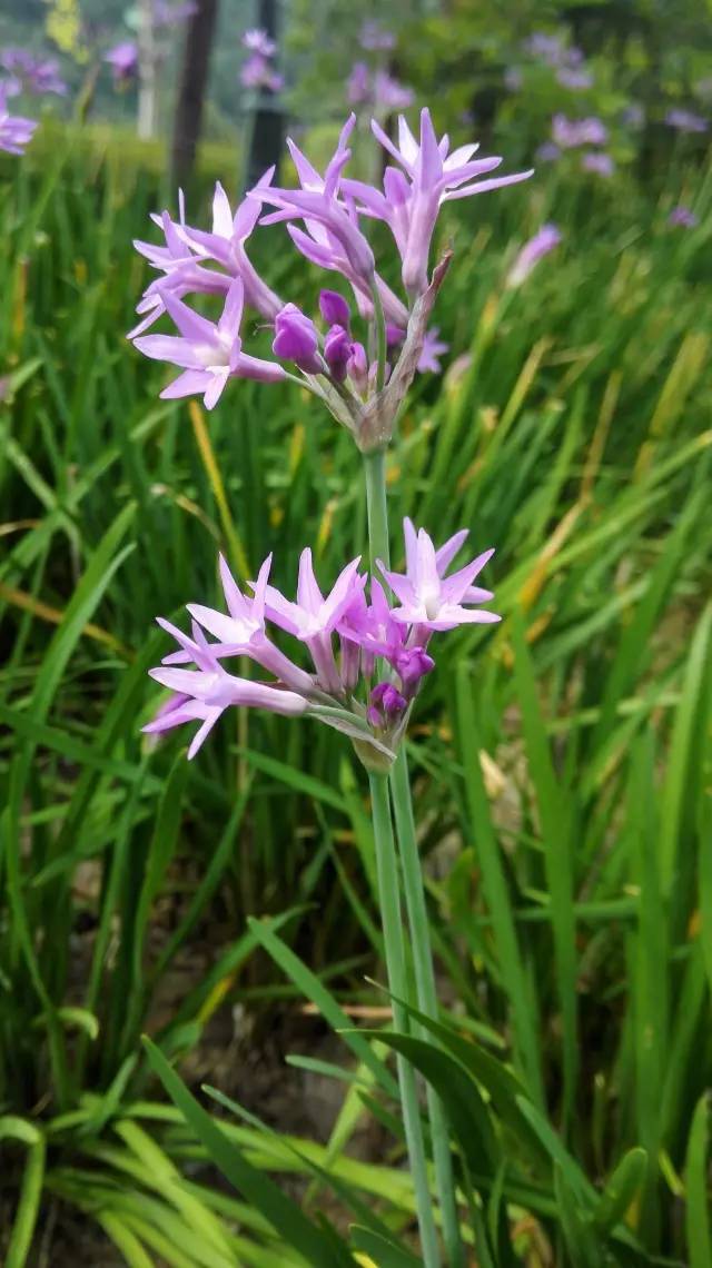 識花韭菜花