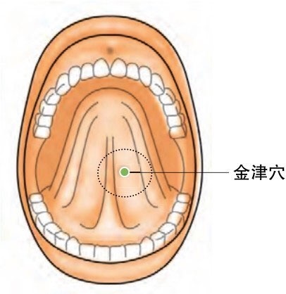 左为金津(如上图,右为玉液(如下图 金津穴的