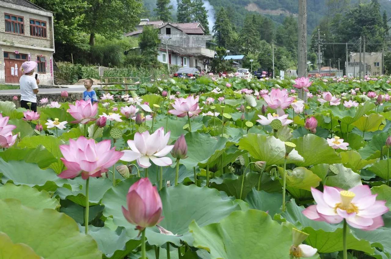 黃平一碗水:荷花盛開邀你賞