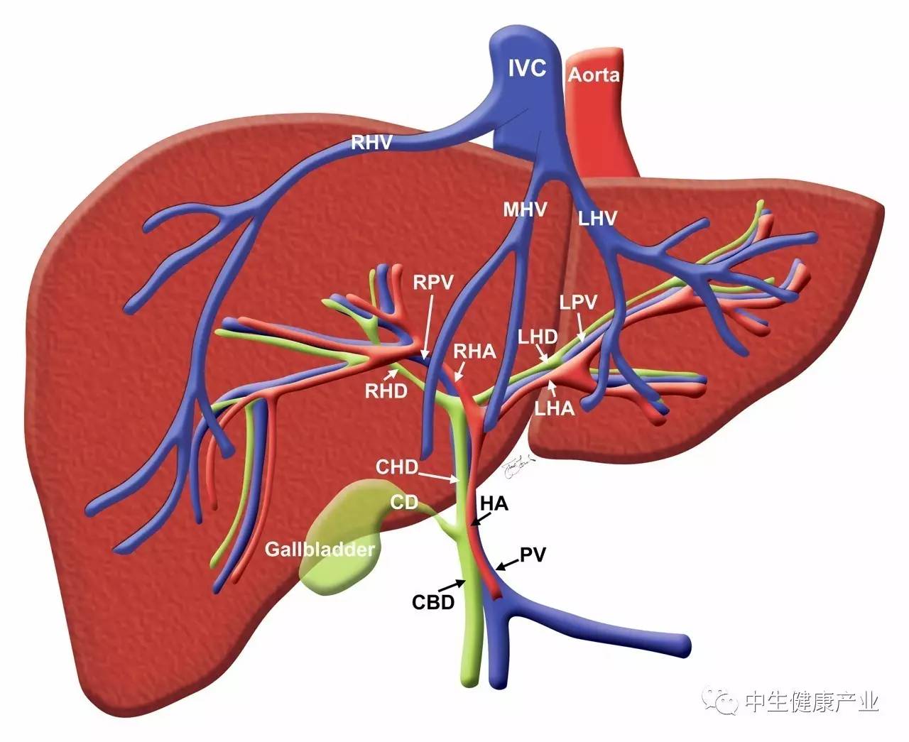 pluripotent stem cells)製造出大量的源自病人人體的肝細胞