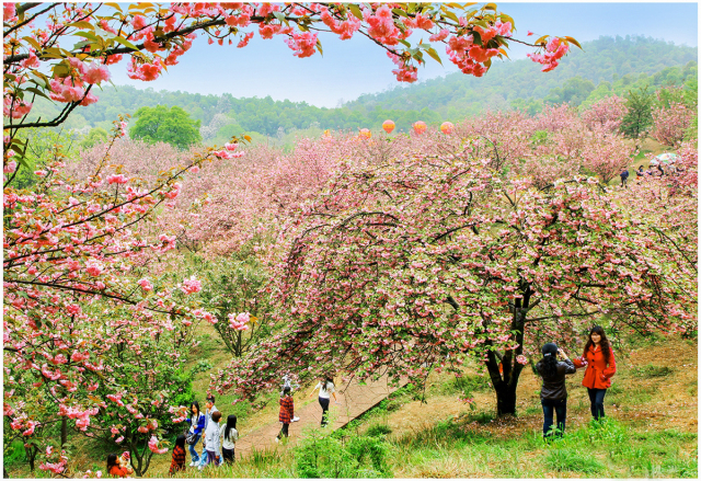 春天石峰公园盛开的樱花夏日夜里的株洲格外的美如果你喜欢静美纯粹那