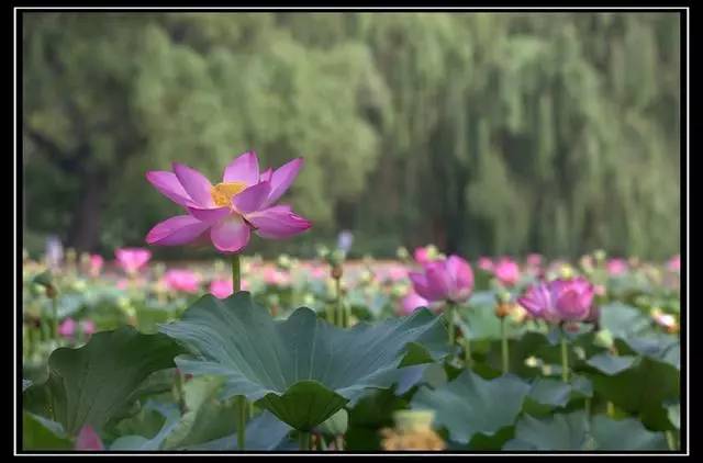 荷花種類繁多,顏色多樣,而且花的形狀也各不相同.