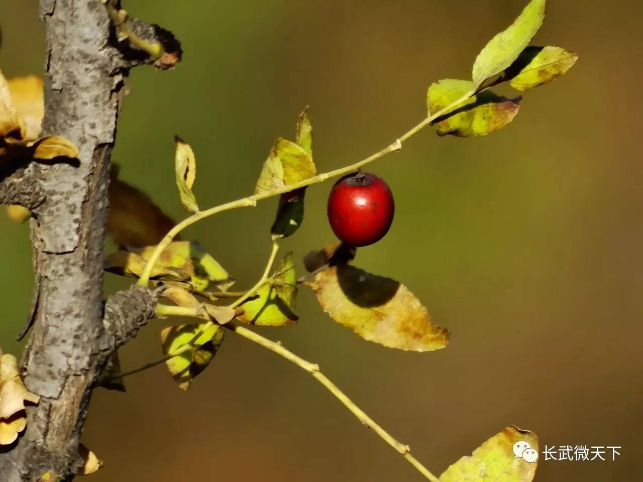 一粒酸棗核掉在黃土坡的溝間,它就靜靜的臥在那乾癟的土裡,一陣雨水