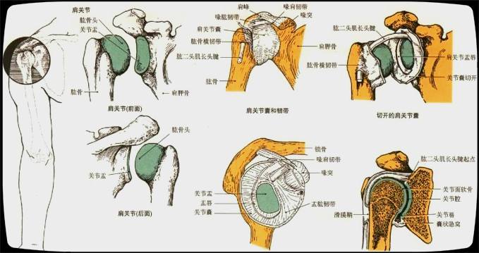 由肱骨头与肩胛骨的关节盂构成,是典型的球窝关节.