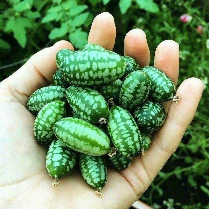 世界上最小的黄瓜图片