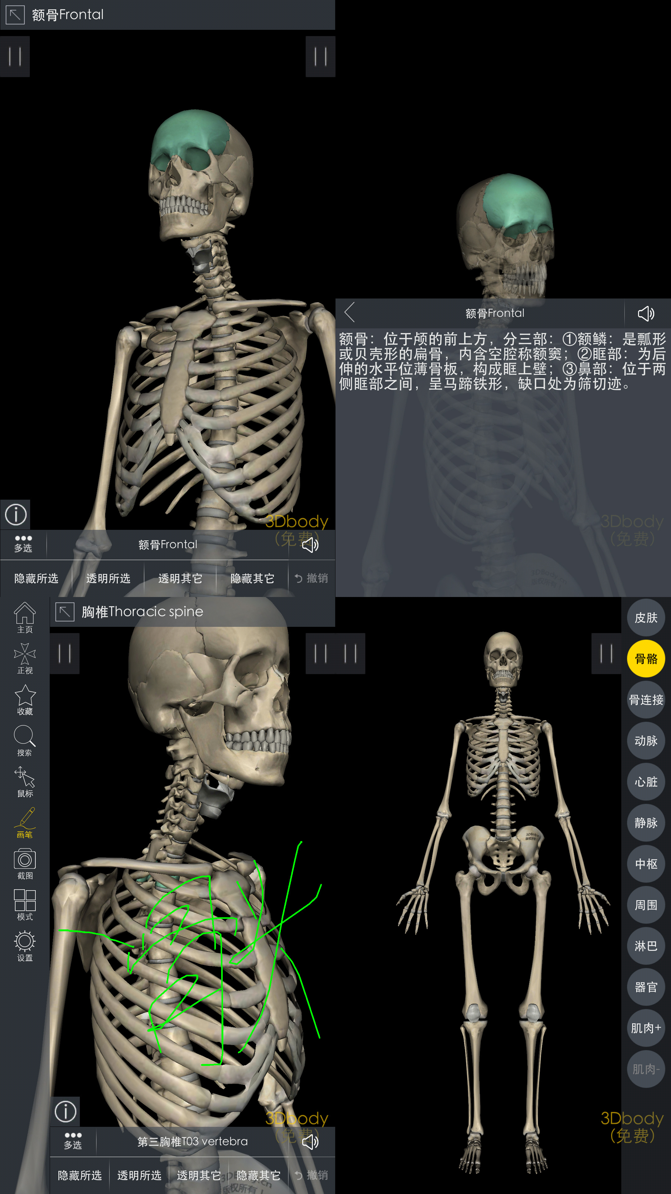 3dbody解剖套餐图片