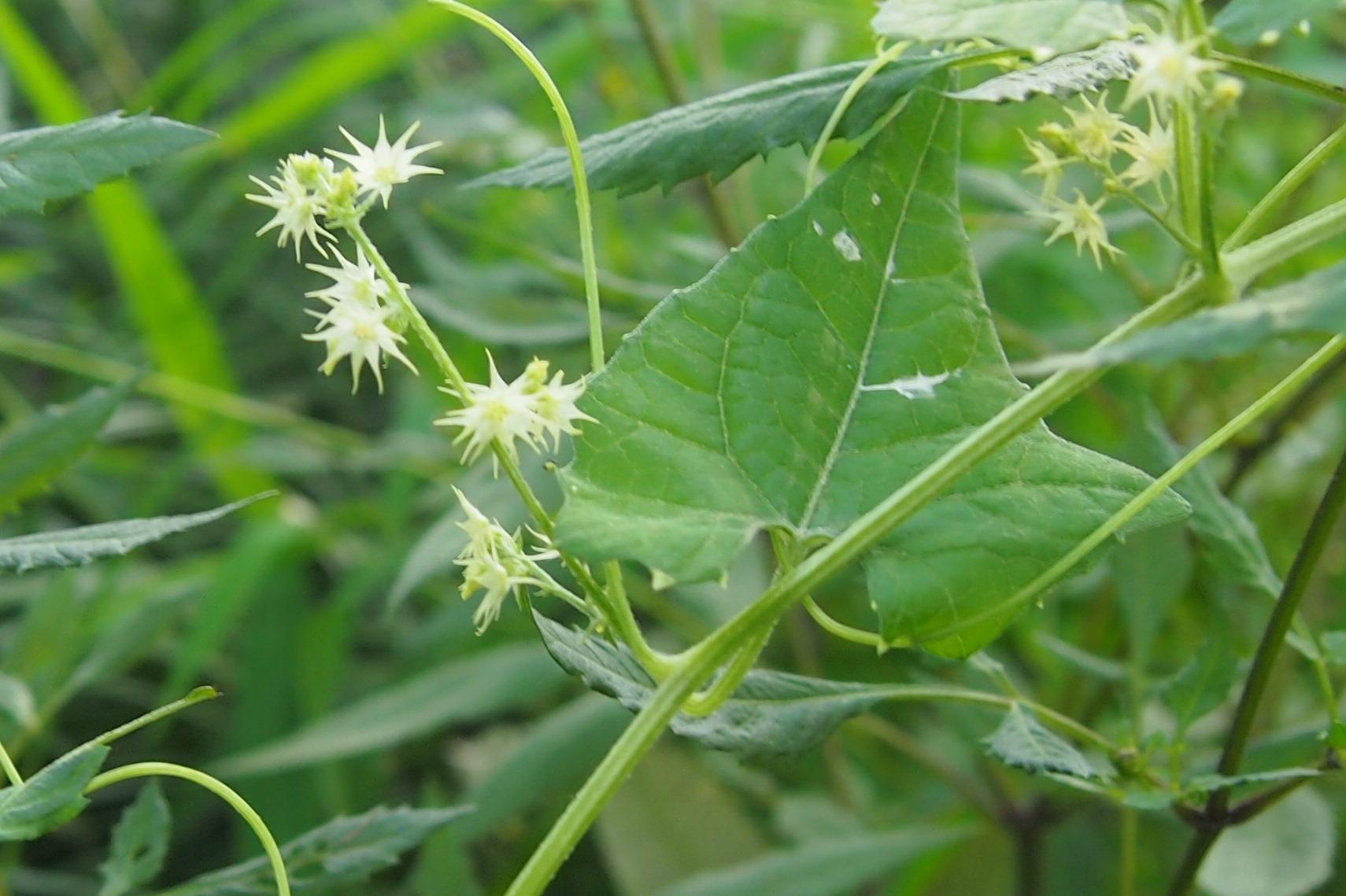 菊科鬼針草屬,又名接力草, 外國脫力草.拉丁學名bidens frondosa.