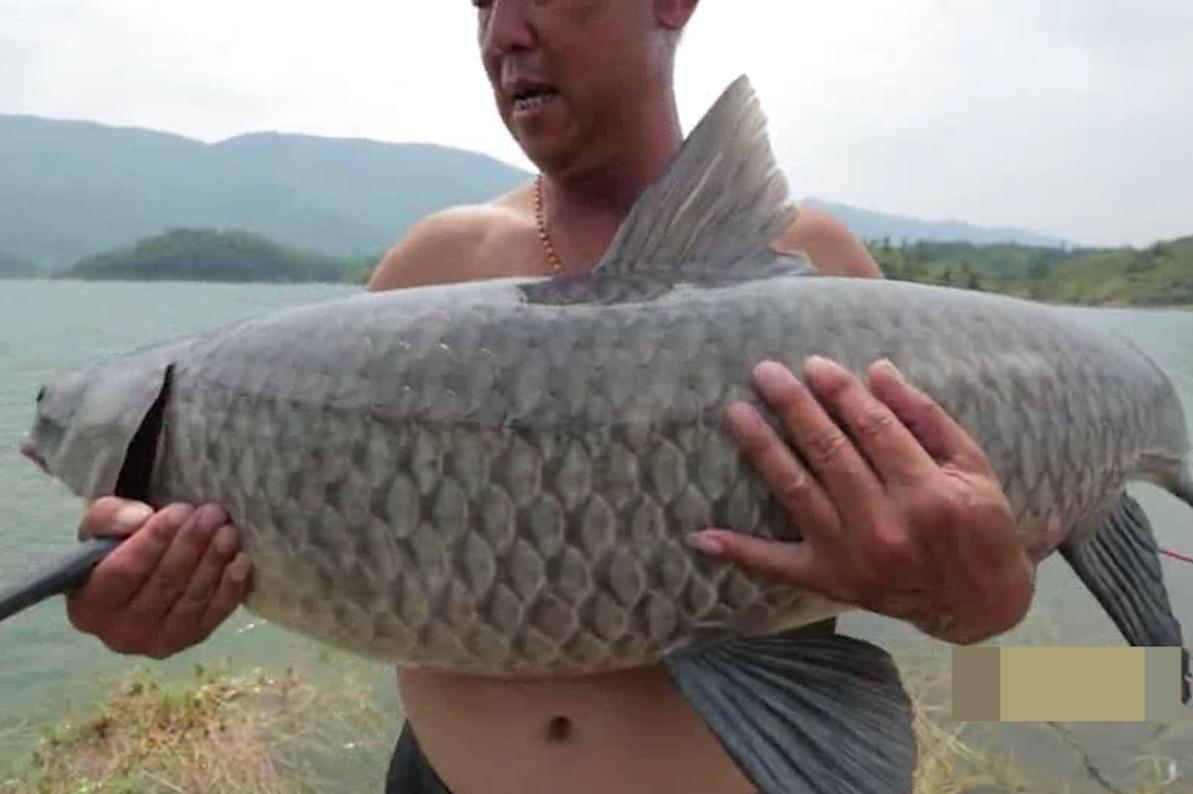 钓鱼大师游钓中国李大毛野钓力拔79斤巨型青鱼