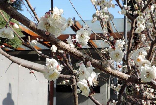 池州梅花苗梅花树梅花基地_小玉蝶梅介绍_手机搜狐网