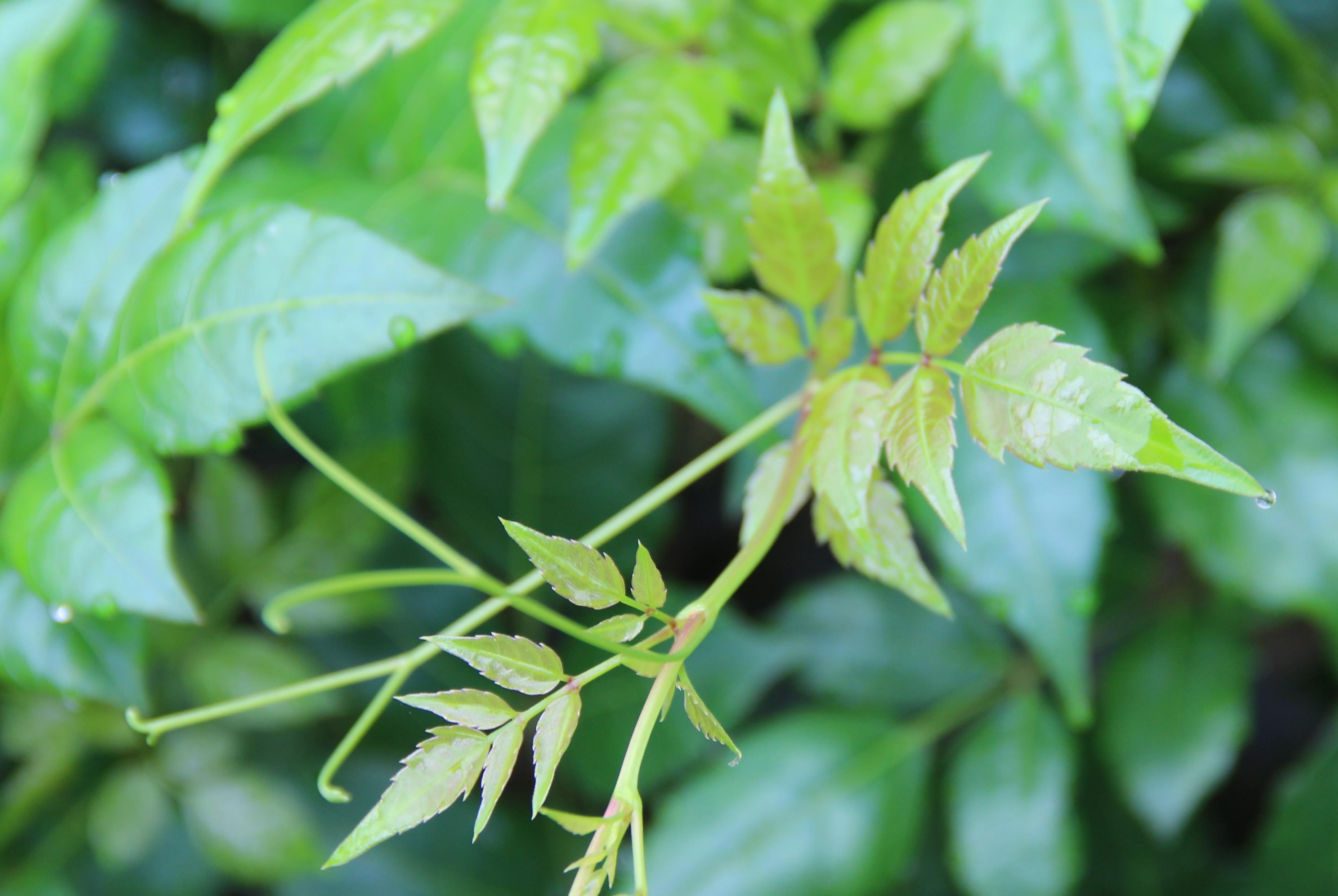 華崔萊藤茶