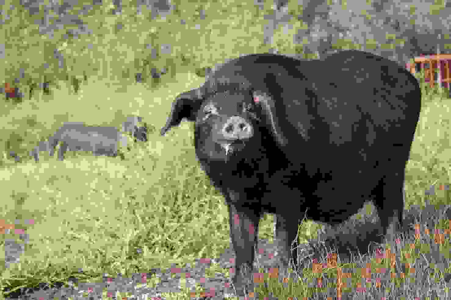 雅南黑猪图片