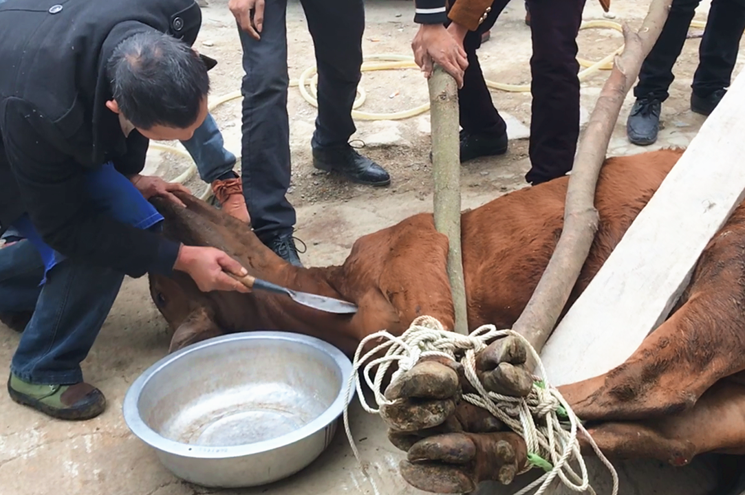 农民大叔杀牛技术太烂,牛针扎半天都死不去,老师傅一刀毙命_手机搜狐