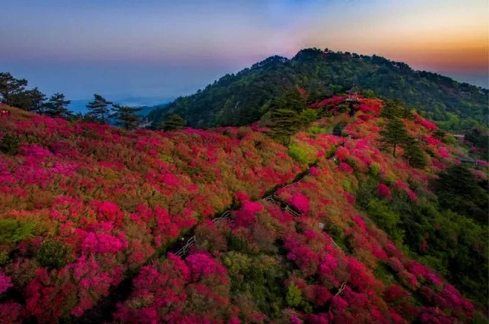 麻城杜鵑花強勢登陸各大媒體,開啟霸屏模式!