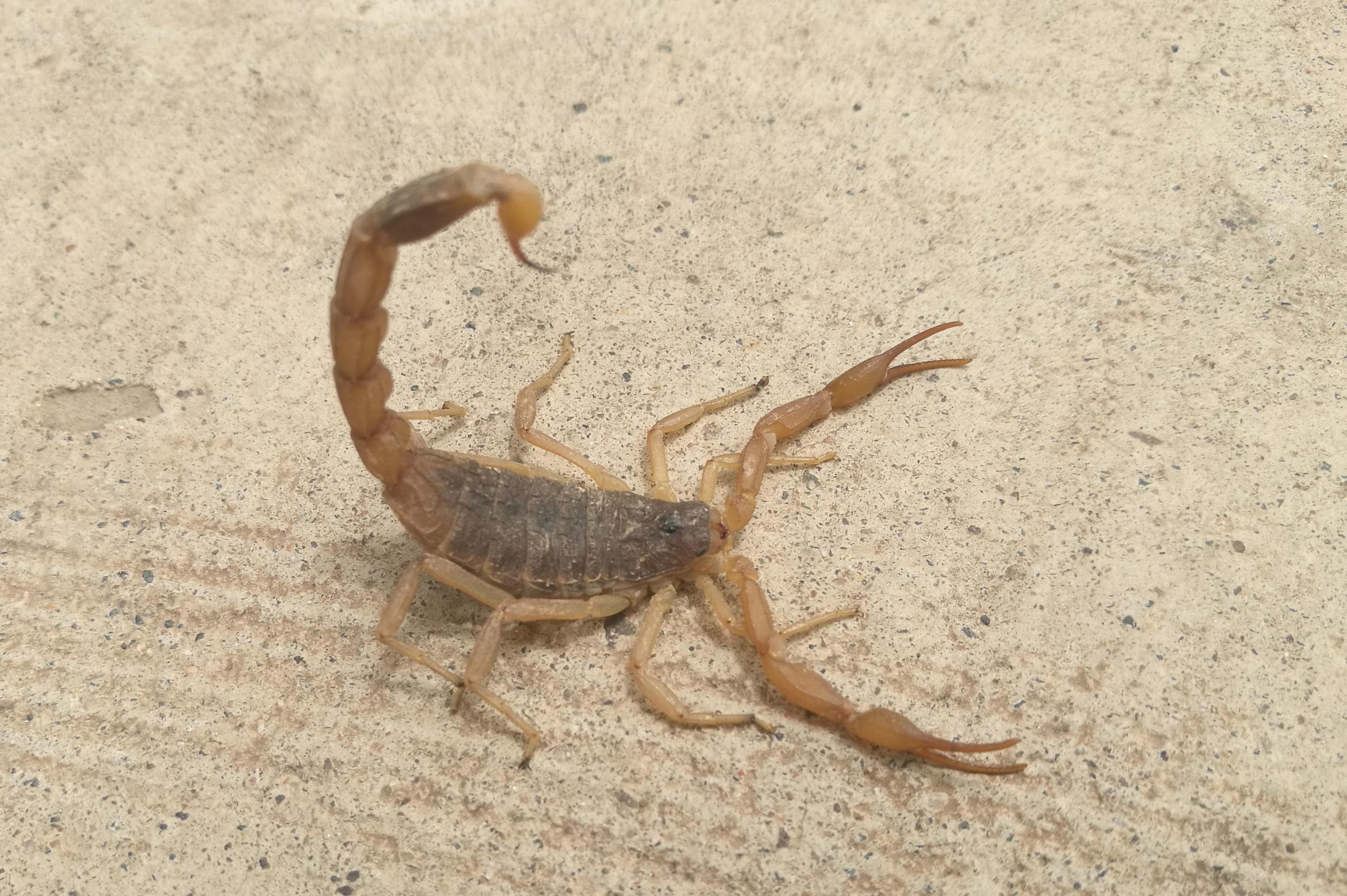 自然传奇蝎子图片