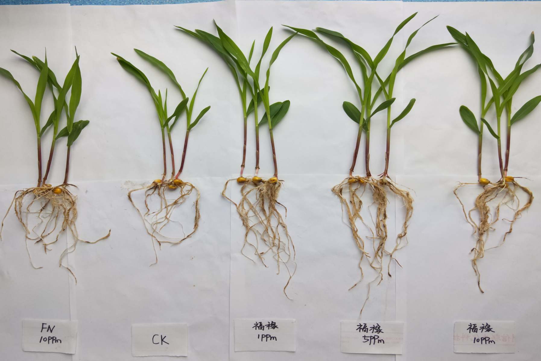 能促进果实和块根块茎的迅速膨大能提高开化座