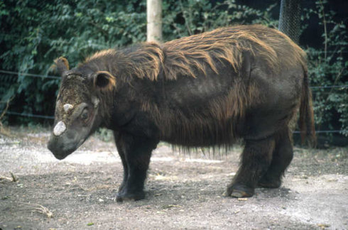 现存身披长毛的犀牛,没想到竟然生活在热带雨林中